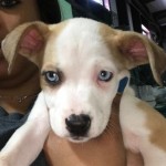 Adoptable (Official) Georgia Dogs for April 23, 2019