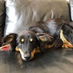 Adoptable (Official) Georgia Dogs for April 3, 2019