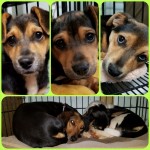 Adoptable (Official) Georgia Dogs for April 11, 2019