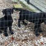 Adoptable (Official) Georgia Dogs for April 15, 2019