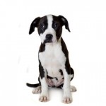 Adoptable (Official) Georgia Dogs for April 24, 2019