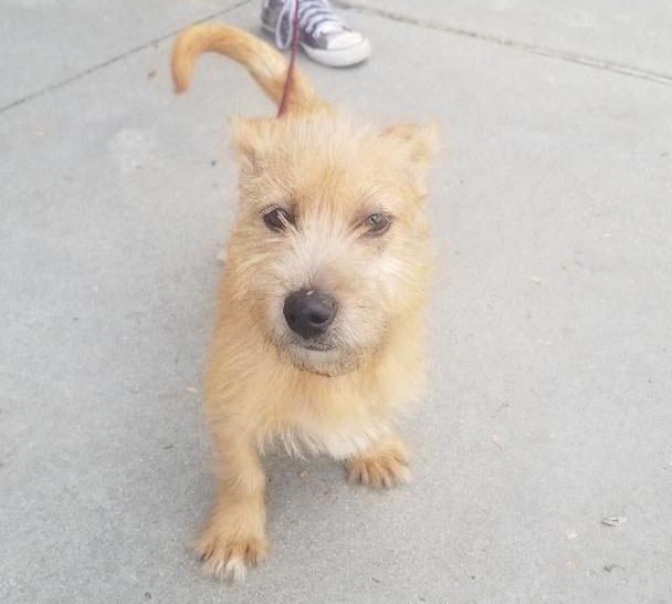 Terrier Puppy Paulding2