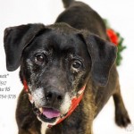Adoptable (Official) Georgia Dogs for May 22, 2019