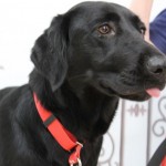 Adoptable (Official) Georgia Dogs for May 30, 2019