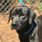 Adoptable (Official) Georgia Dogs (and one cat) for May 21, 2019