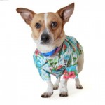 Adoptable (Official) Georgia Dogs for May 28, 2019