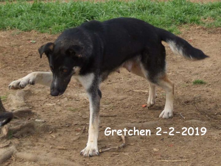 Gretchen Waynesboro