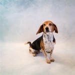 Adoptable (Official) Georgia Dogs for May 24, 2019