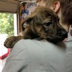 Adoptable (Official) Georgia Dogs for May 15, 2019