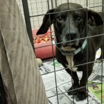 Adoptable (Official) Georgia Dogs for May 14, 2019