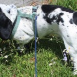 Adoptable (Official) Georgia Dogs for May 2, 2019