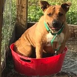 Adoptable (Official) Georgia Dogs for May 9, 2019