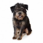 Adoptable (Official) Georgia Dogs for May 13, 2019