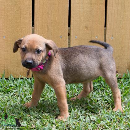 Millie Mae One Love