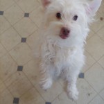 Adoptable (Official) Georgia Dogs for May 7, 2019