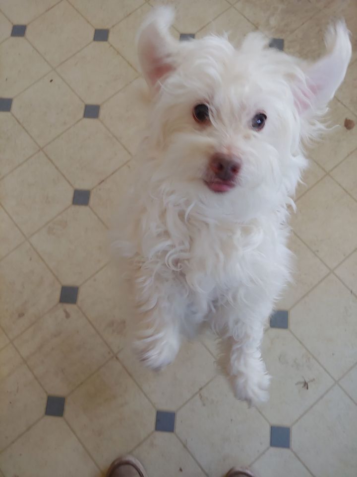 Poppie Harlem