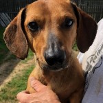 Adoptable (Official) Georgia Dogs for May 8, 2019