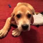 Adoptable (Official) Georgia Dogs for May 31, 2019