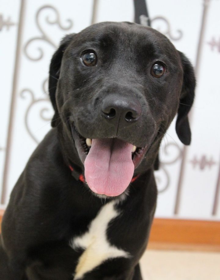 Sadie Atlanta Lab Rescue