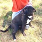 Adoptable (Official) Georgia Dogs for May 29, 2019
