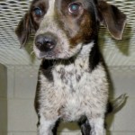 Adoptable (Official) Georgia Dogs for May 3, 2019