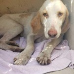 Adoptable (Official) Georgia Dogs for May 10, 2019