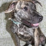 Adoptable (Official) Georgia Dogs for May 20, 2019