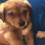 Adoptable (Official) Georgia Dogs for June 13, 2019