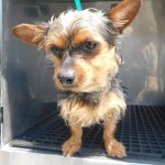 Adoptable (Official) Georgia Dogs for June 5, 2019