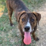 Adoptable (Official) Georgia Dogs for June 6, 2019