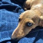 Adoptable (Offical) Georgia Dogs for June 24, 2019