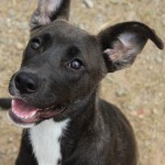 Adoptable (Official) Georgia Dogs for June 11, 2019