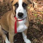Adoptable (Official) Georgia Dogs for June 4, 2019