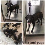 Adoptable (Official) Georgia Dogs for June 18, 2019