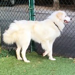 Adoptable (Official) Georgia Dogs for June 26, 2019