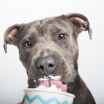 Adoptable (Official) Georgia Dogs for June 19, 2019