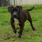 Adoptable (Official) Georgia Dogs for June 20, 2019