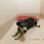 Adoptable (Official) Georgia Dogs for June 14, 2019