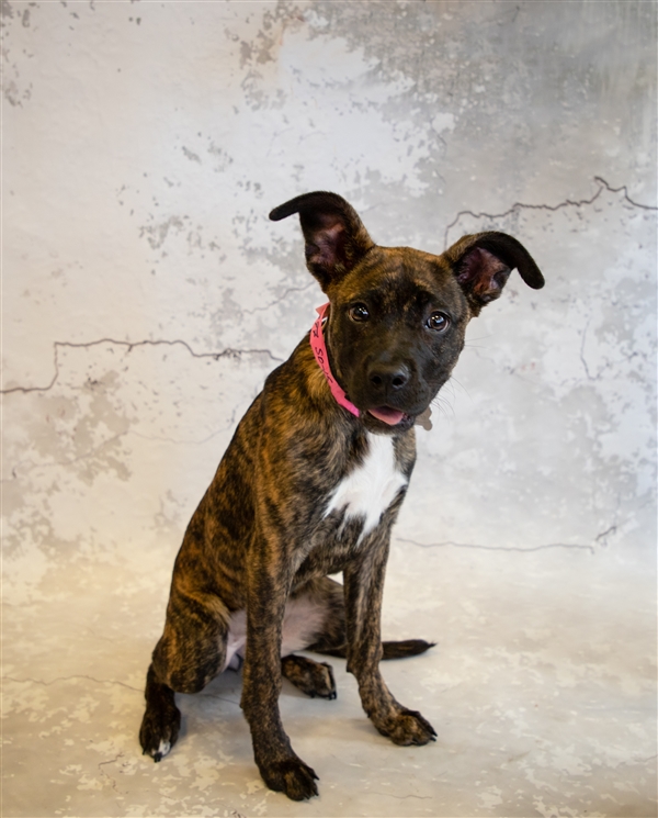 Luna Gwinnett