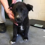 Adoptable (Official) Georgia Dogs for June 3, 2019