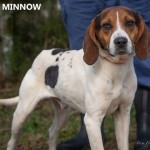 Adoptable (Official) Georgia Dogs for June 25, 2019