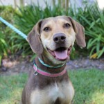 Adoptable (Official) Georgia Dogs for June 7, 2019