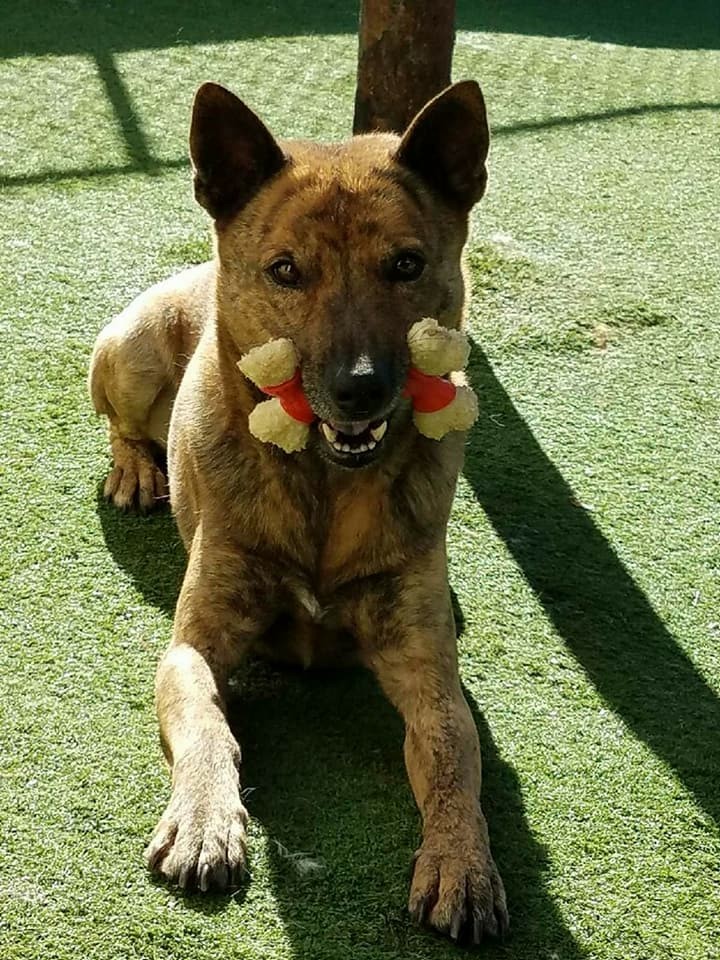 Samson Praying for Paws