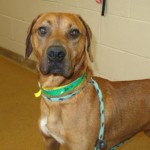 Adoptable (Official) Georgia Dogs for June 21, 2019