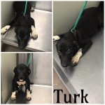 Adoptable (Official) Georgia Dogs for June 17, 2019