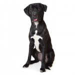 Adoptable (Official) Georgia Dogs for June 10, 2019