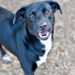 Adoptable (Official) Georgia Dogs for July 31, 2019