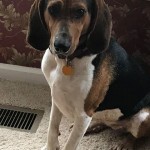 Adoptable (Official) Georgia Dogs for July 24, 2019