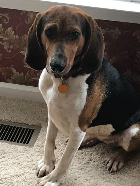 Bella Mutt Madness