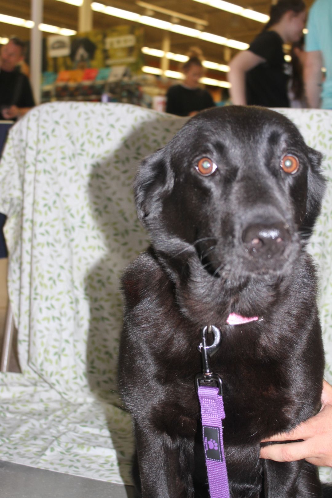 Bella Statesboro